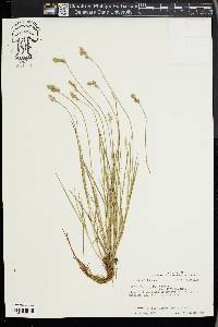 Carex longii image