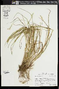 Carex longii image