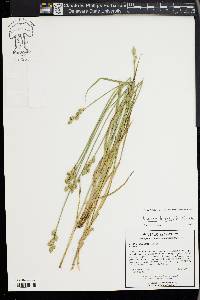 Carex longii image