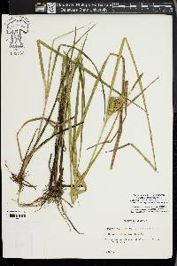 Carex louisianica image