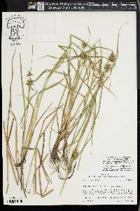 Carex louisianica image