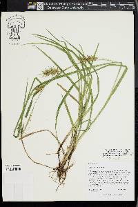 Carex louisianica image