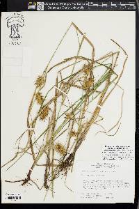 Carex louisianica image