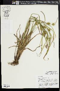 Carex louisianica image