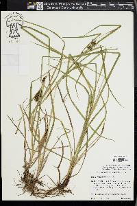 Carex louisianica image