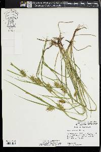 Carex louisianica image