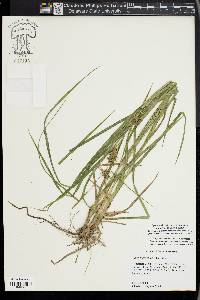 Carex louisianica image