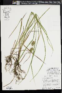 Carex louisianica image