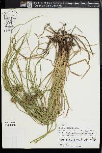 Carex louisianica image