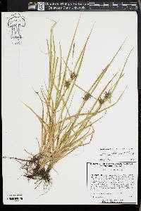 Carex louisianica image