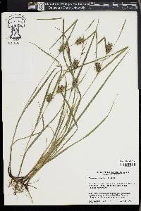 Carex louisianica image