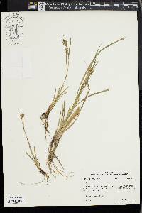 Carex louisianica image