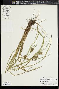 Carex louisianica image