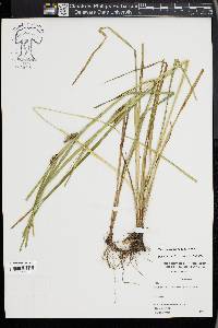 Carex louisianica image