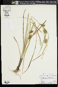 Carex louisianica image