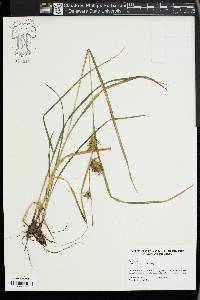 Carex louisianica image