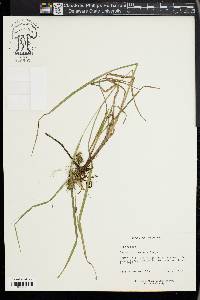 Carex louisianica image