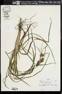 Carex louisianica image