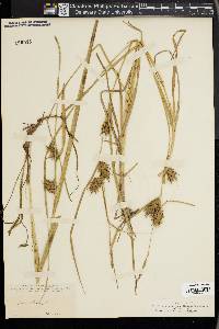 Carex louisianica image