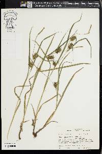 Carex louisianica image