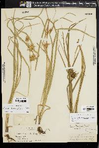 Carex louisianica image