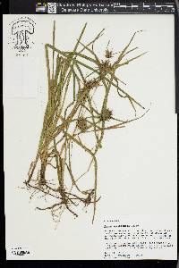 Carex louisianica image