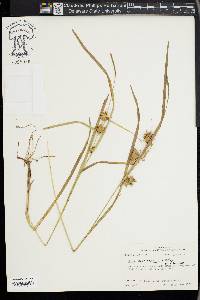 Carex louisianica image