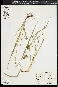 Carex louisianica image