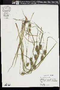 Carex louisianica image