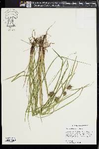 Carex louisianica image