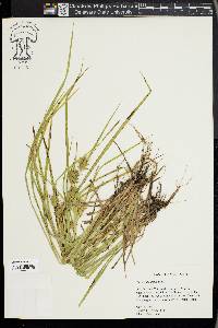 Carex louisianica image