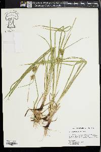 Carex louisianica image