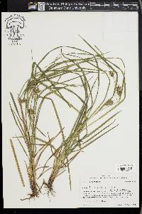 Carex louisianica image