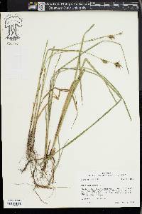 Carex louisianica image