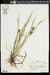 Carex louisianica image