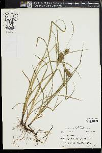 Carex louisianica image