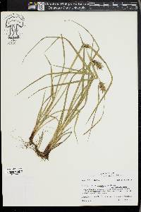 Carex louisianica image