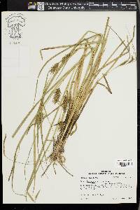 Carex louisianica image