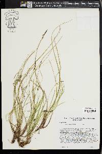 Carex lucorum image