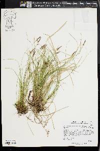 Carex lucorum image