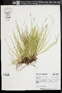 Carex lucorum image