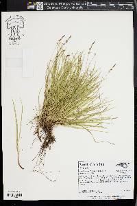 Carex lucorum image