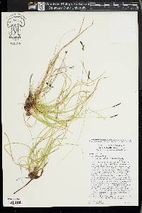 Carex lucorum image