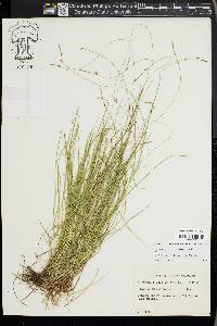 Carex lucorum image