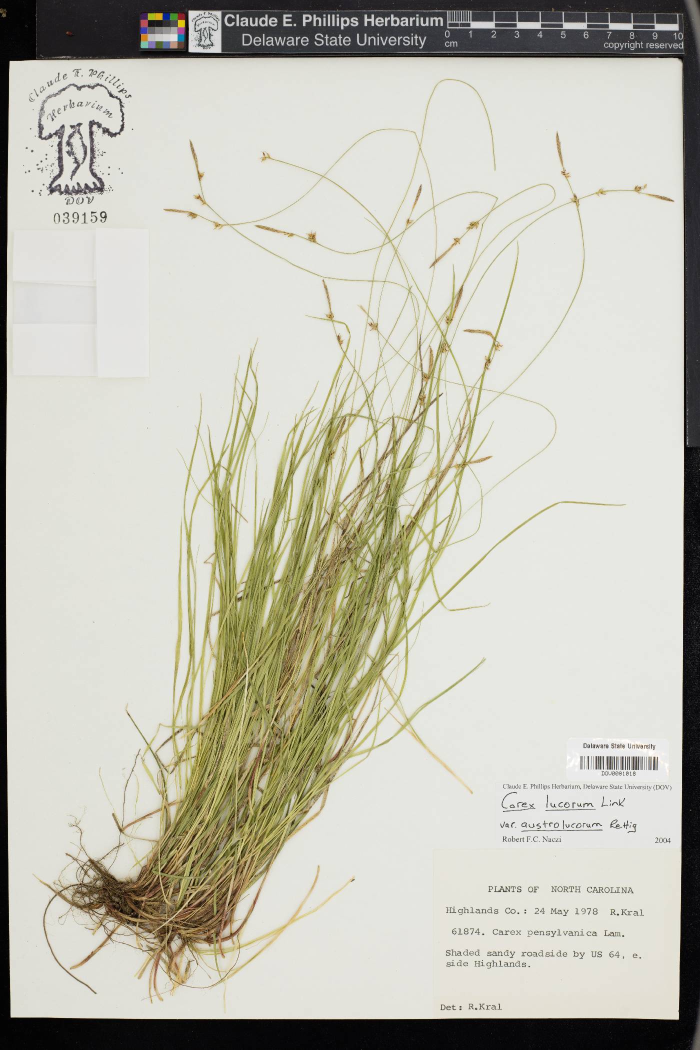 Carex lucorum image