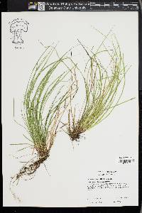 Carex lucorum image