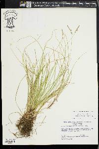 Carex lucorum image