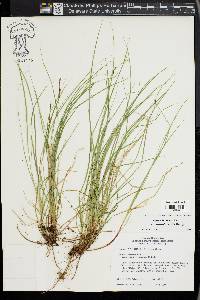 Carex lucorum image