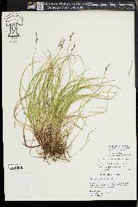 Carex lucorum image