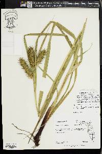 Carex lupuliformis image